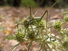 Steropleurus andalusius