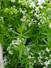 Galium mollugo