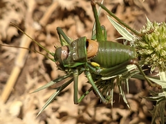 Steropleurus andalusius