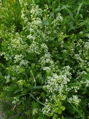 Galium mollugo