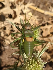 Steropleurus andalusius