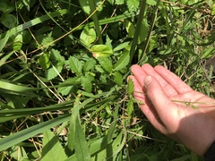 Agrimonia rostellata
