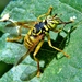 Interrupted Hornet Fly - Photo (c) Afton Kern, some rights reserved (CC BY-NC), uploaded by Afton Kern