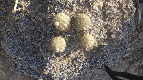 Echinocereus stoloniferus