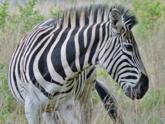 Equus quagga
