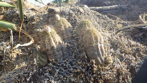 Echinocereus stoloniferus