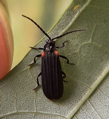 Greenarus thoracicus