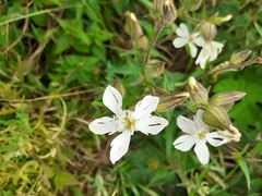 Silene latifolia