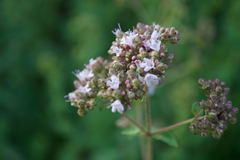 Origanum majorana