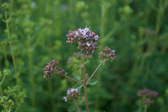 Origanum majorana