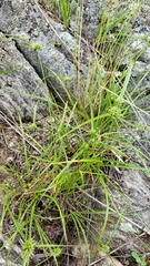 Cyperus lupulinus macilentus
