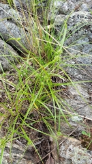 Cyperus lupulinus macilentus
