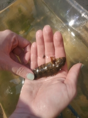 Chasmodes bosquianus