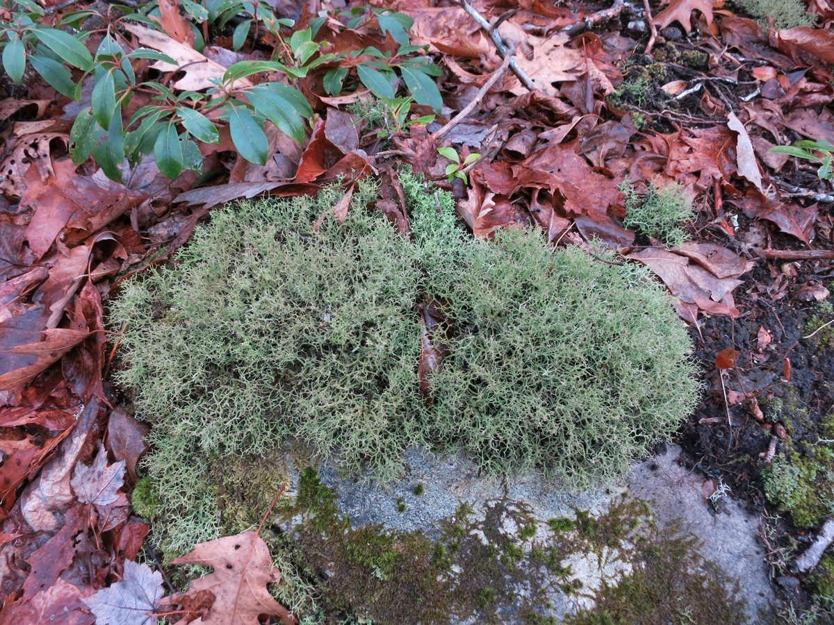 Cladonia furcata image