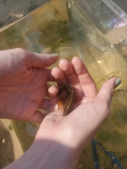 Chasmodes bosquianus