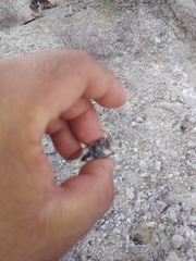 Diceroprocta digueti