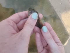 Chasmodes bosquianus
