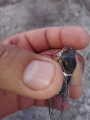 Diceroprocta digueti