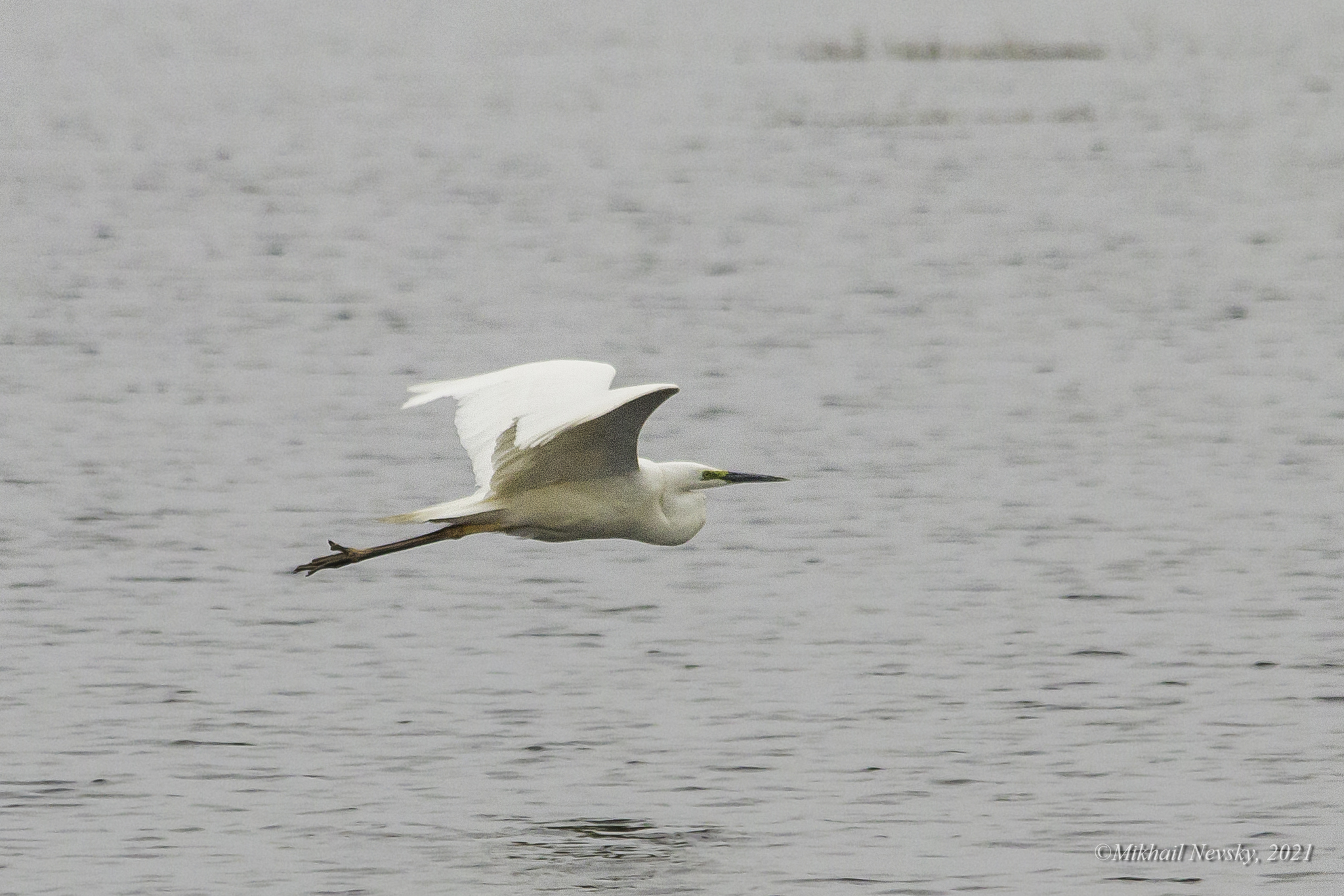 Great Egret
