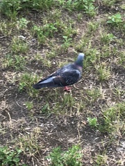 Columba livia domestica