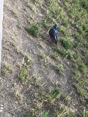 Columba livia domestica
