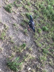 Columba livia domestica