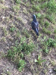 Columba livia domestica