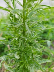 Erigeron canadensis