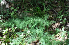 Asparagus tenuifolius