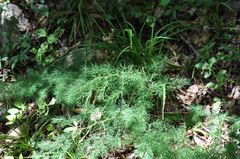 Asparagus tenuifolius