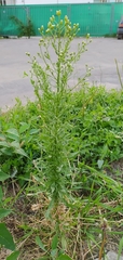 Erigeron canadensis