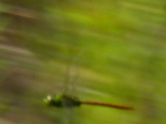 Anax longipes