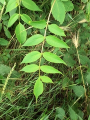 Fraxinus excelsior