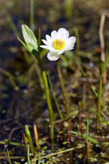 Ranunculus pallasii