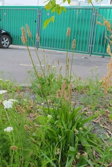 Plantago lanceolata