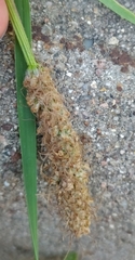 Plantago lanceolata