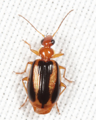 Lebia solea