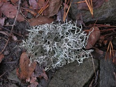 Pseudevernia