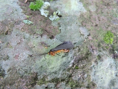 Gnamptonychia ventralis