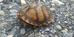 Terrapene carolina mexicana