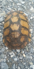 Terrapene carolina mexicana