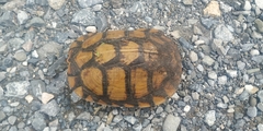 Terrapene carolina mexicana