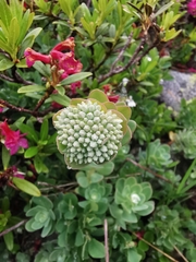 Hylotelephium anacampseros