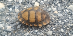 Terrapene carolina mexicana