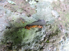 Gnamptonychia ventralis