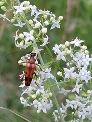 Stenurella septempunctata