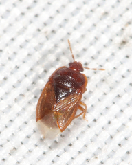 Amnestus pallidus