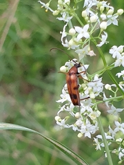 Stenurella septempunctata