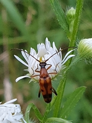 Stenurella septempunctata