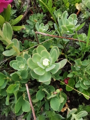 Hylotelephium anacampseros